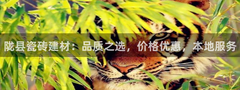杏鑫3主管